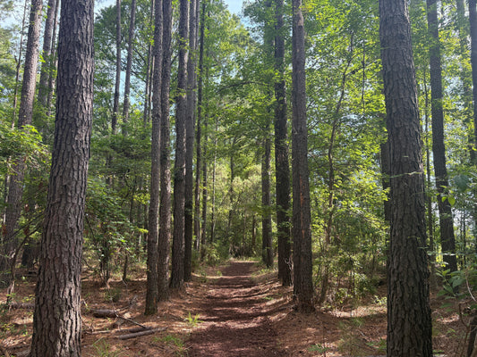 Best Types of Firewood for Heating Your Home in the Southeastern United States