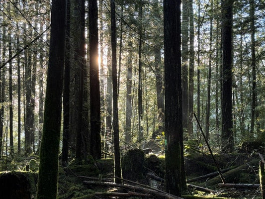 Best Types of Firewood for Heating Your Home in the Pacific Northwestern United States